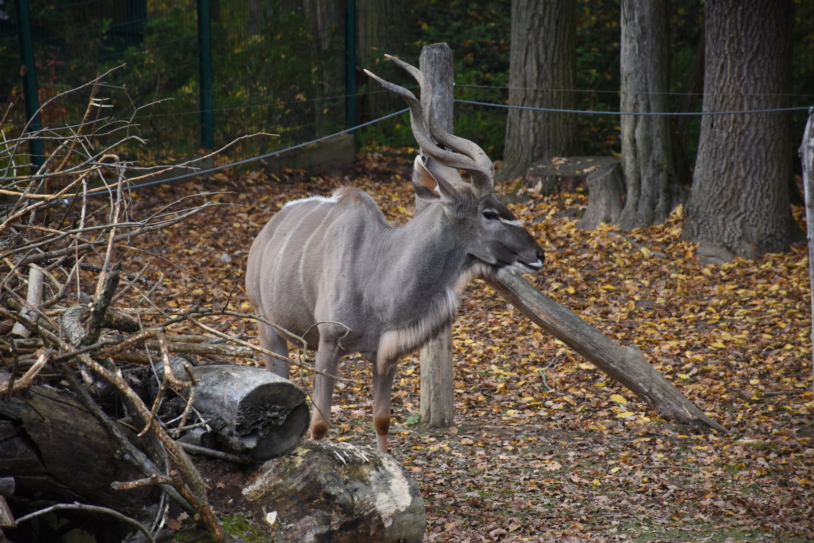 Greater kudu