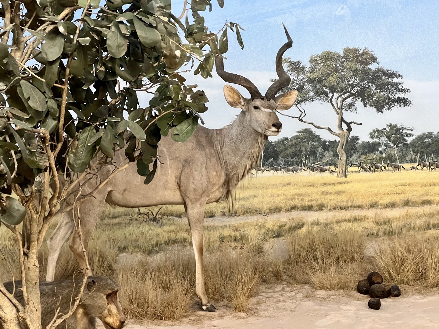 Greater Kudu