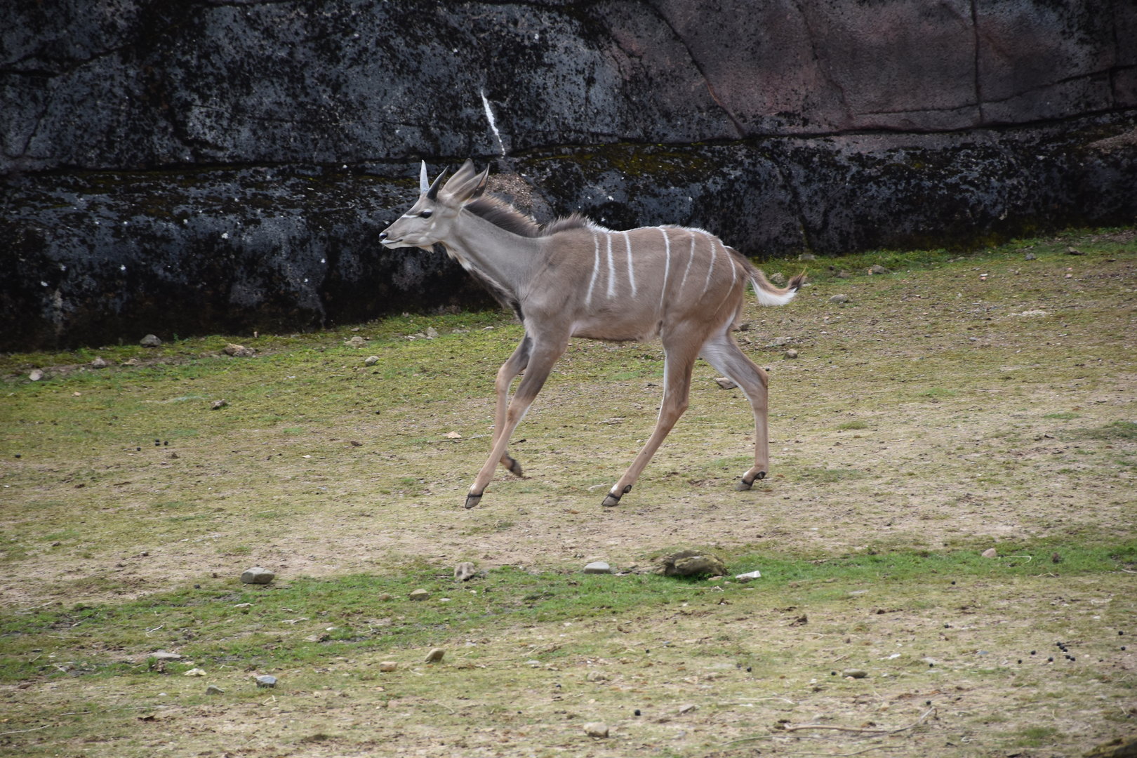 Greater Kudu