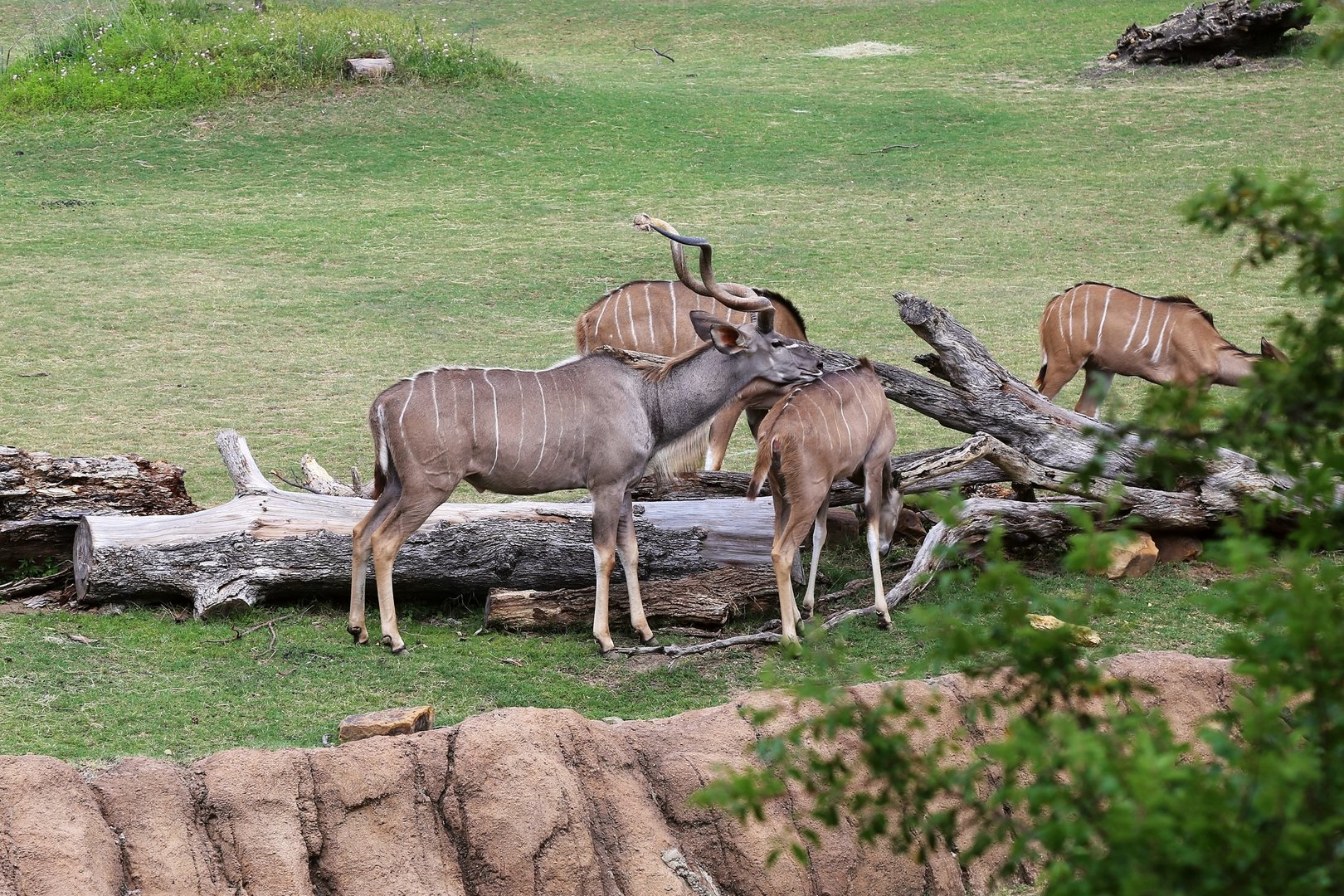 Greater Kudu