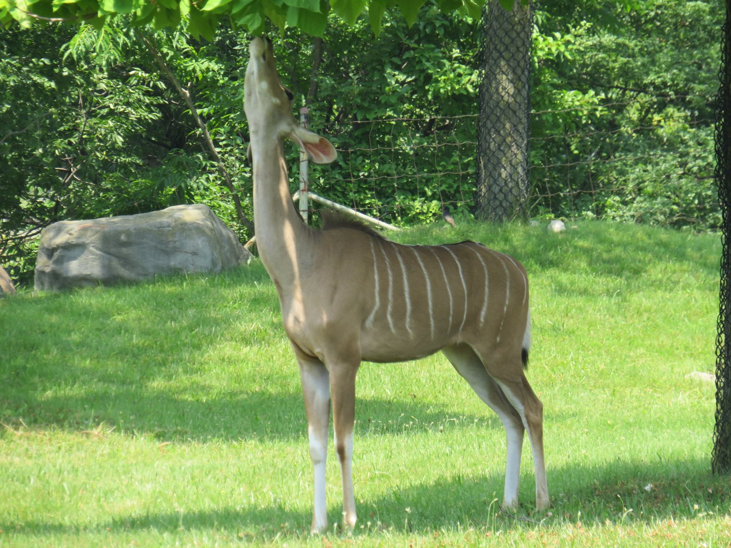 Greater kudu
