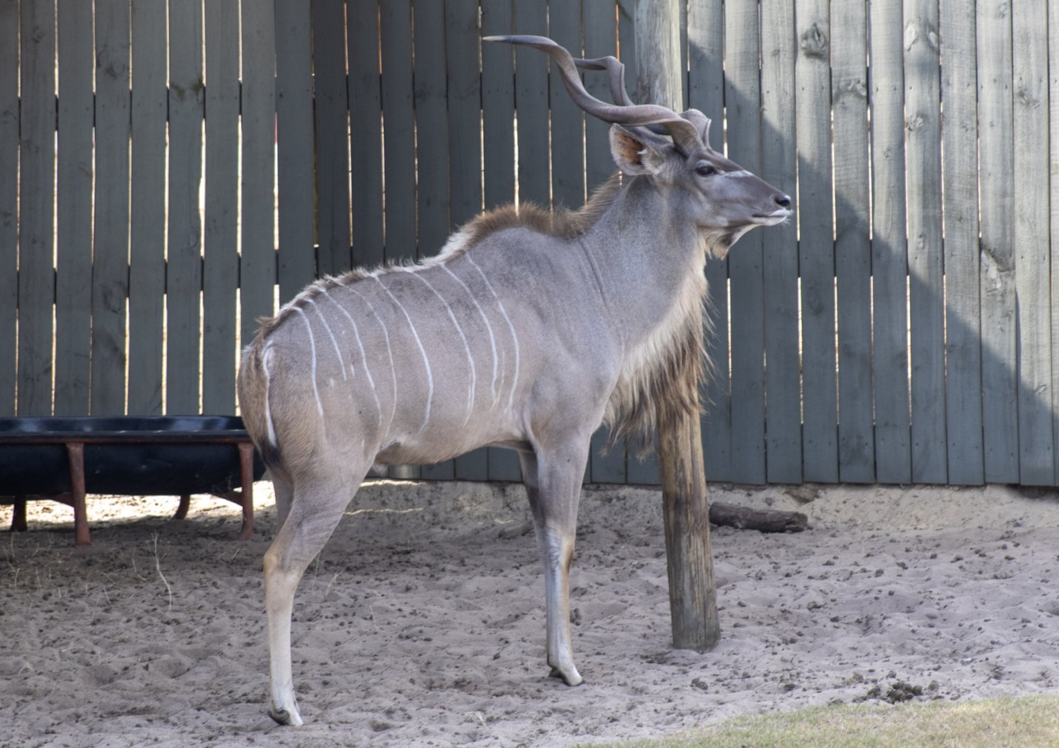 Greater Kudu
