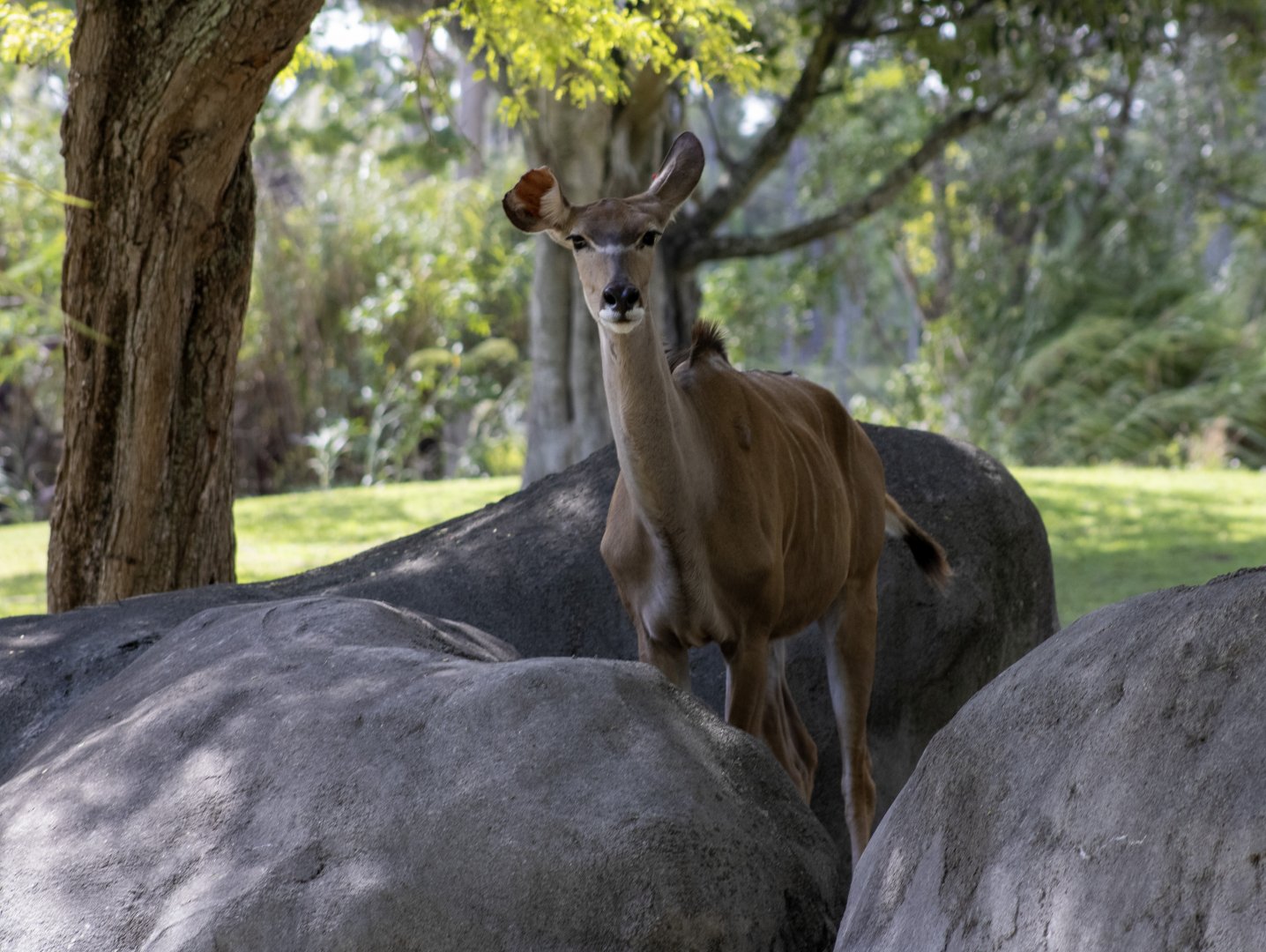 Greater Kudu