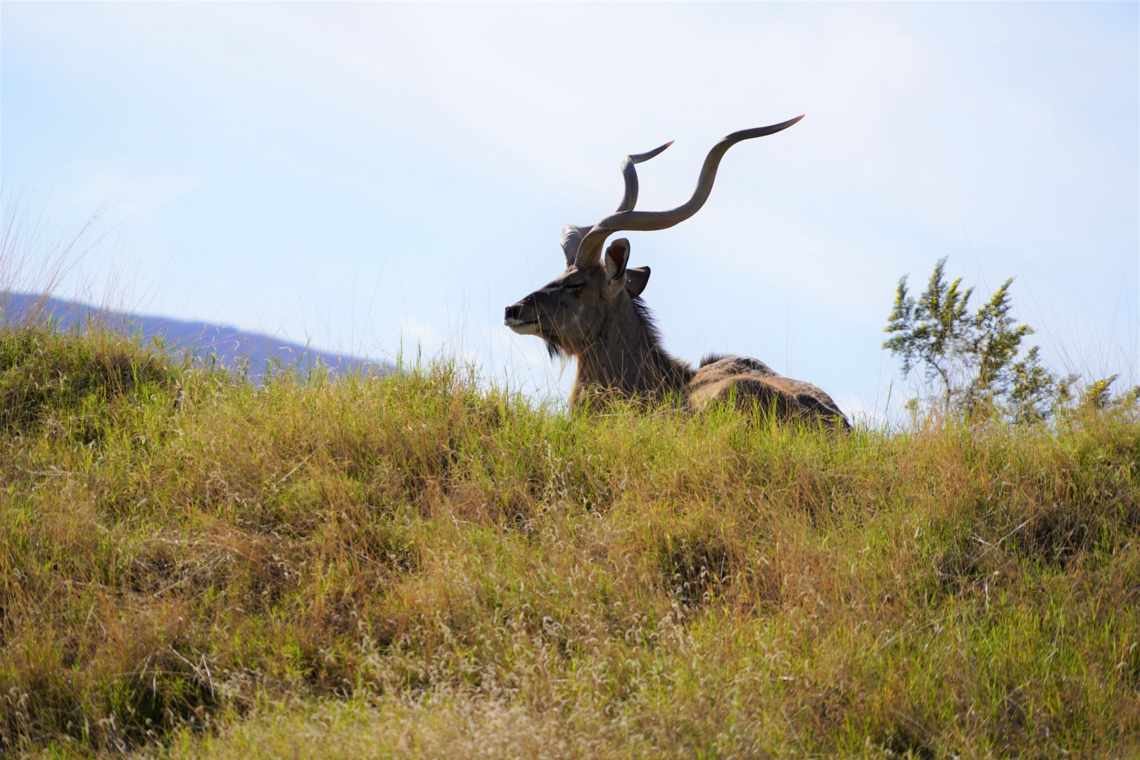 Greater kudu