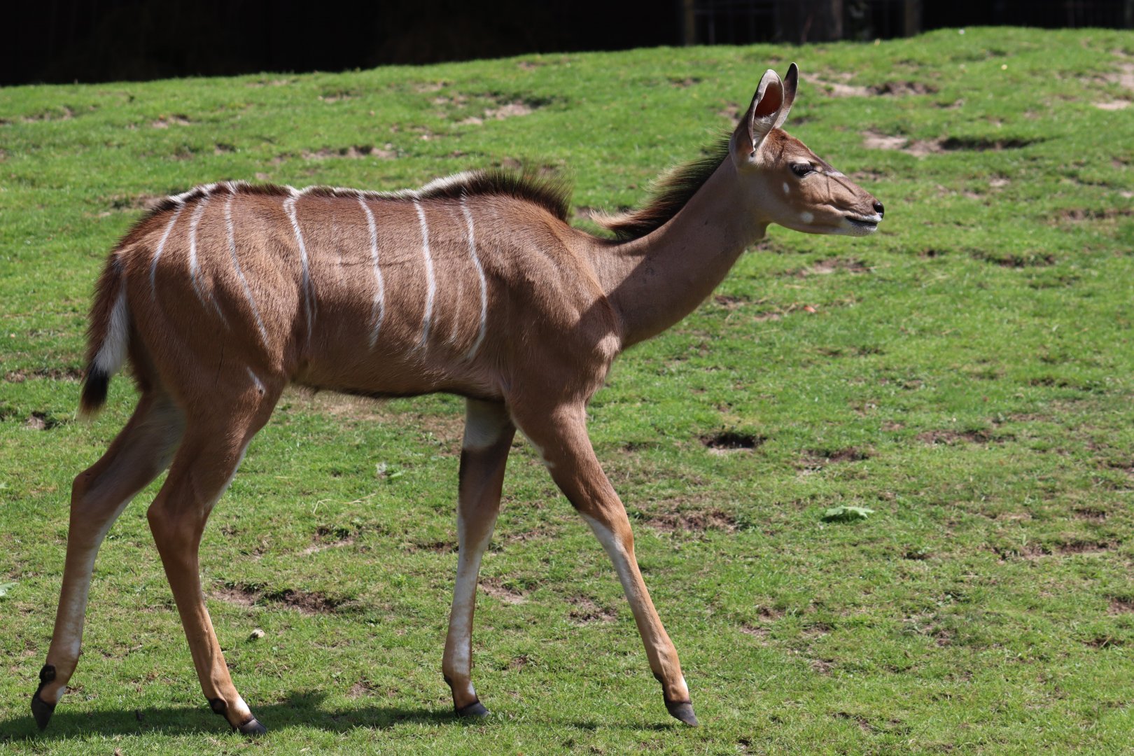 Greater Kudu