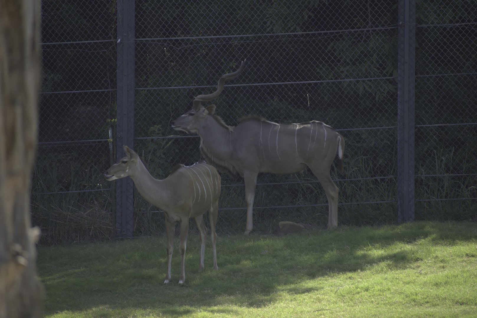 Greater Kudu
