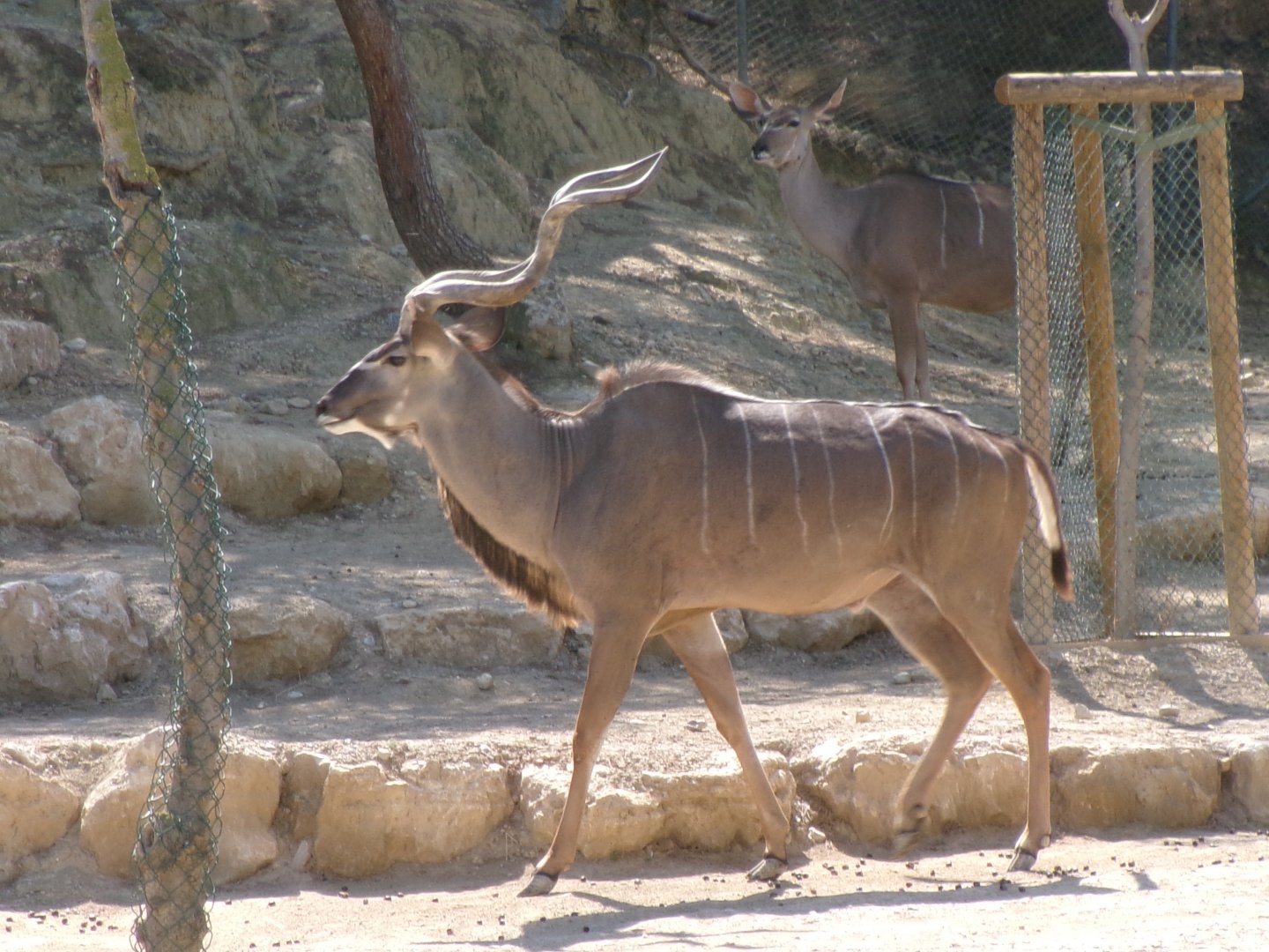 Greater kudu