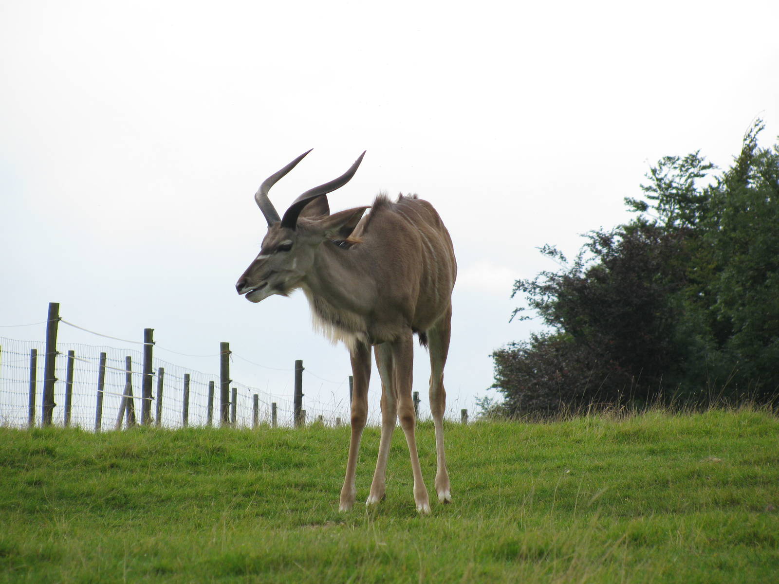 Greater Kudu