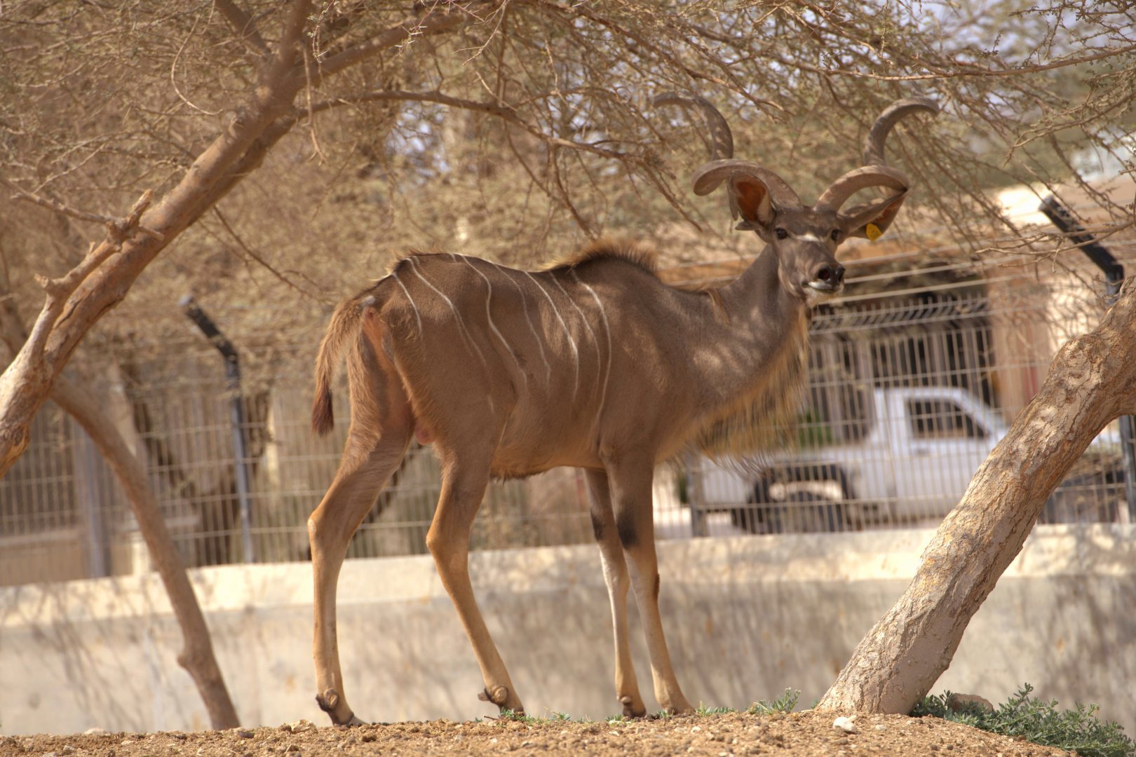Greater Kudu