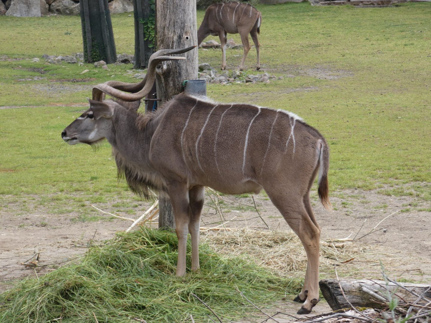 Greater kudu