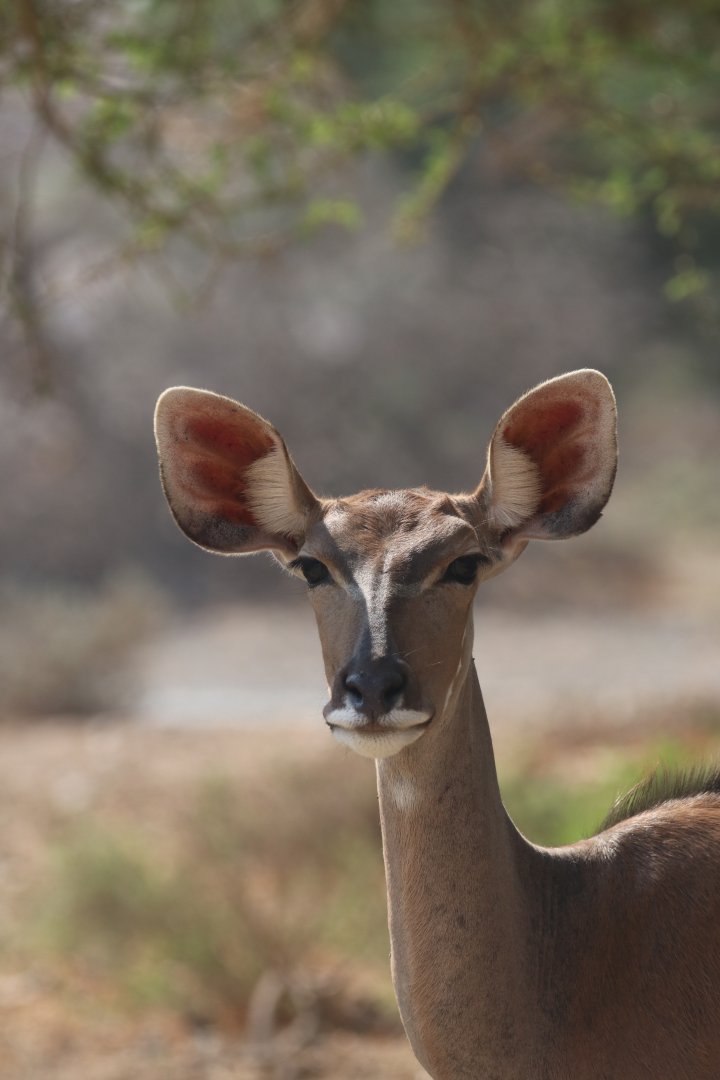 Greater kudu