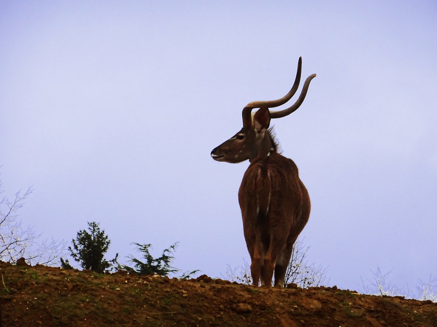 Greater kudu