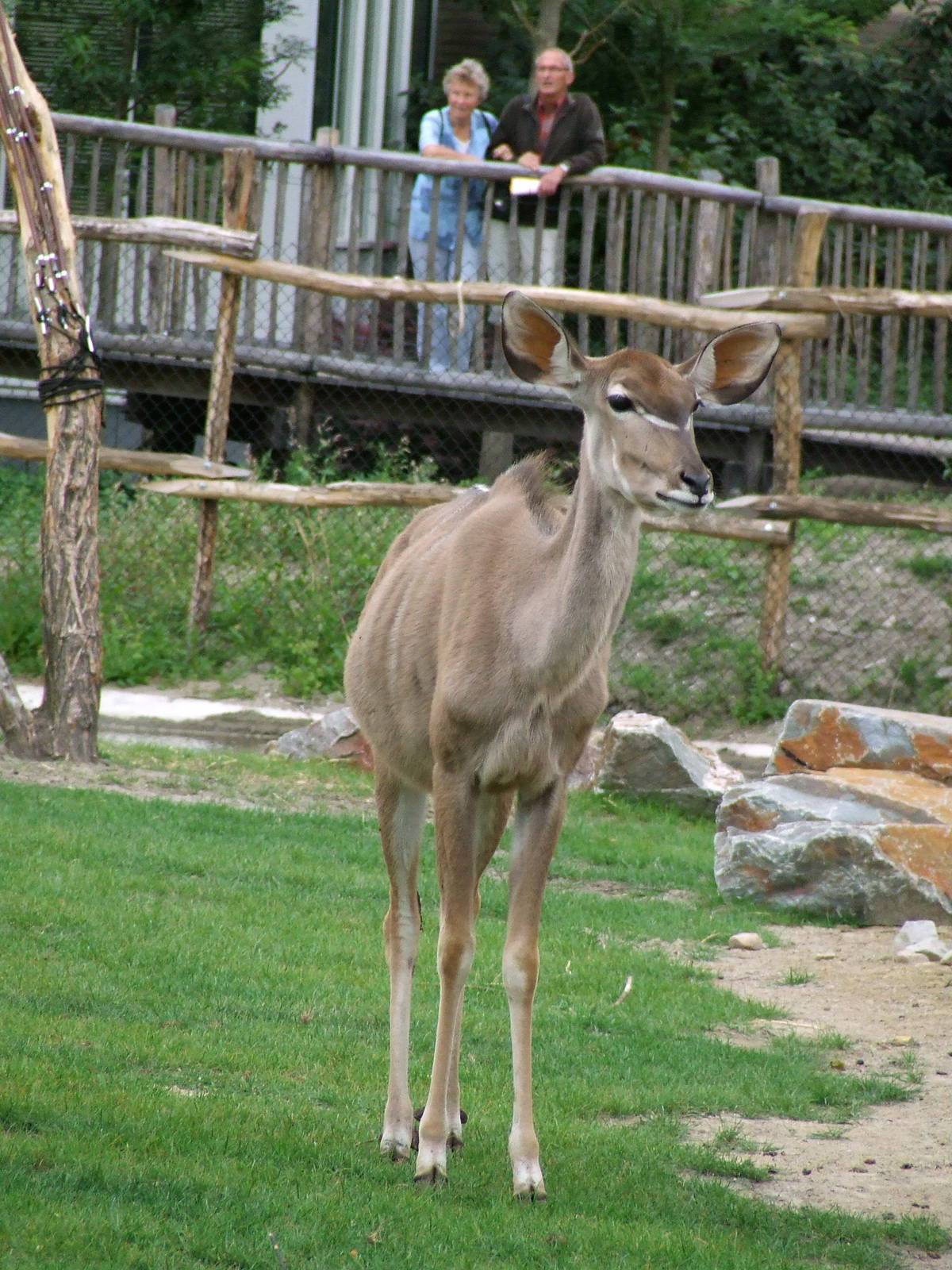Greater Kudu