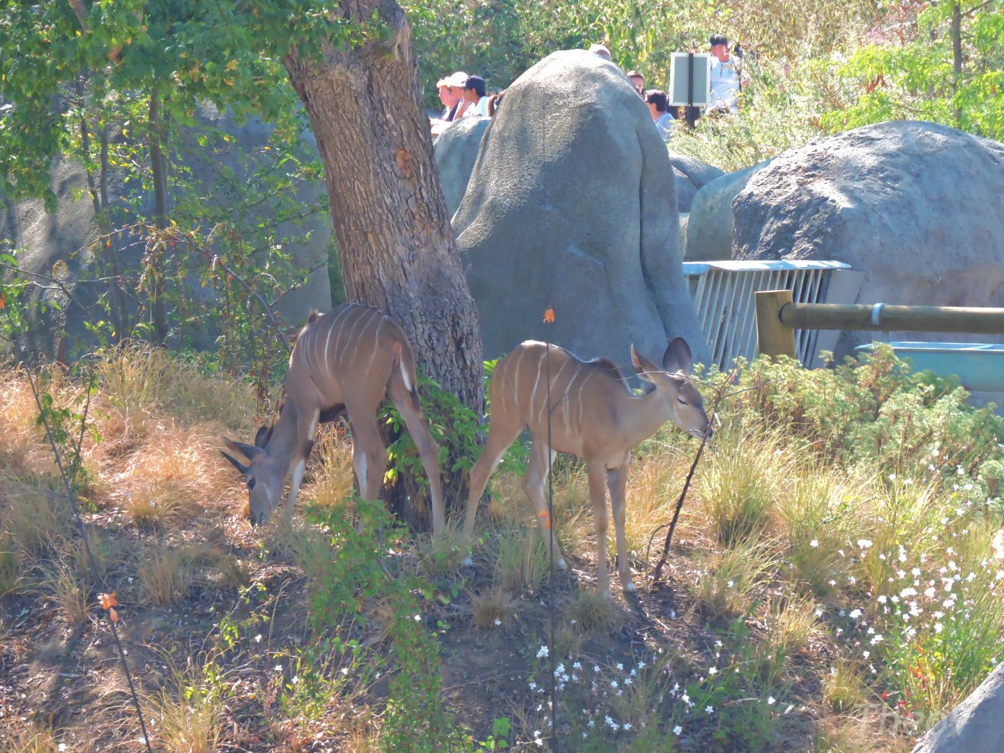 Greater kudus [2015]