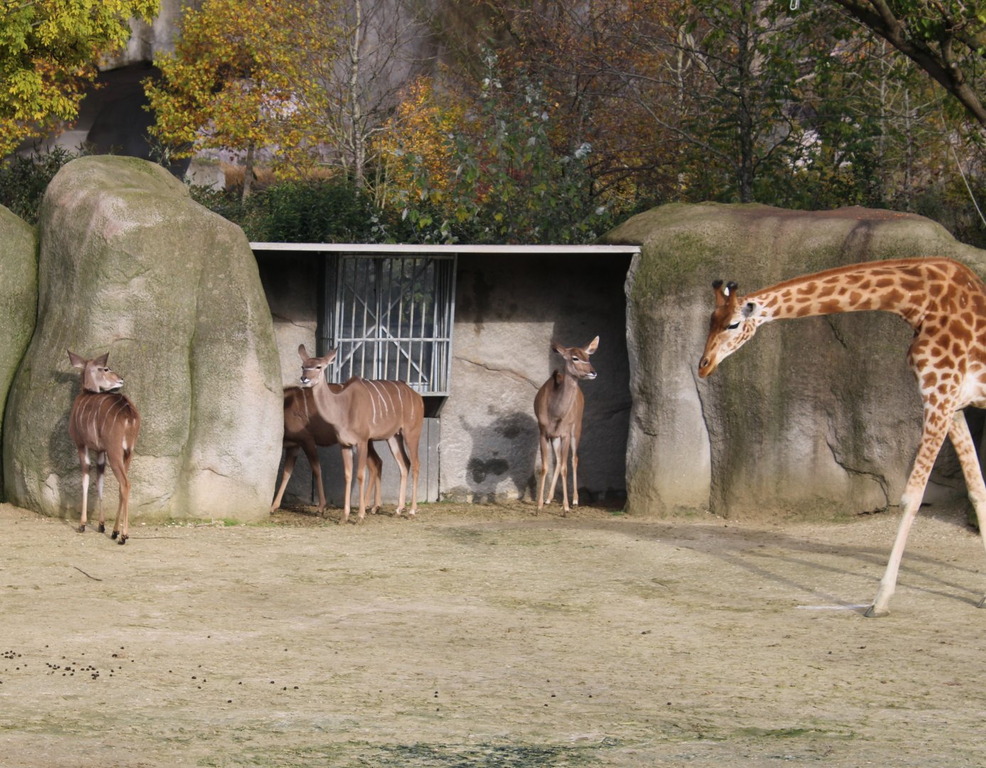 Greater kudus and Kordofan giraffe