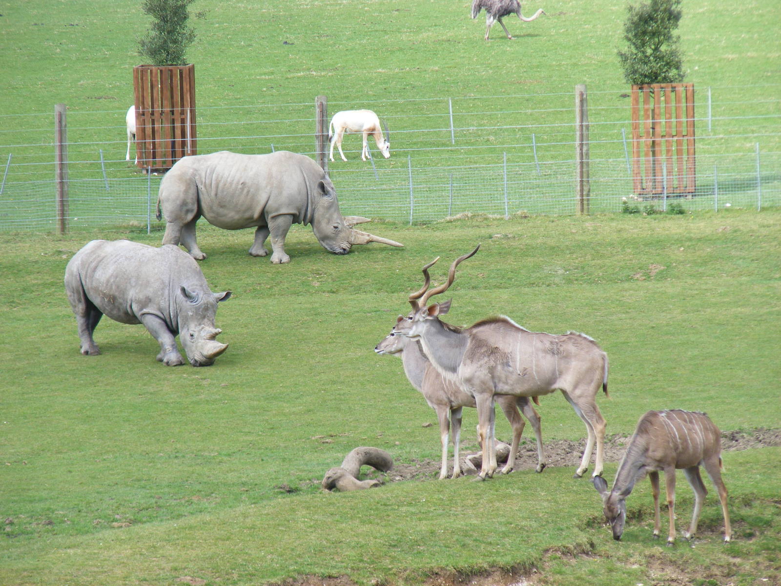 Greater Kudus and White Rhinos at Marwell Wildlife, 5 April 2009