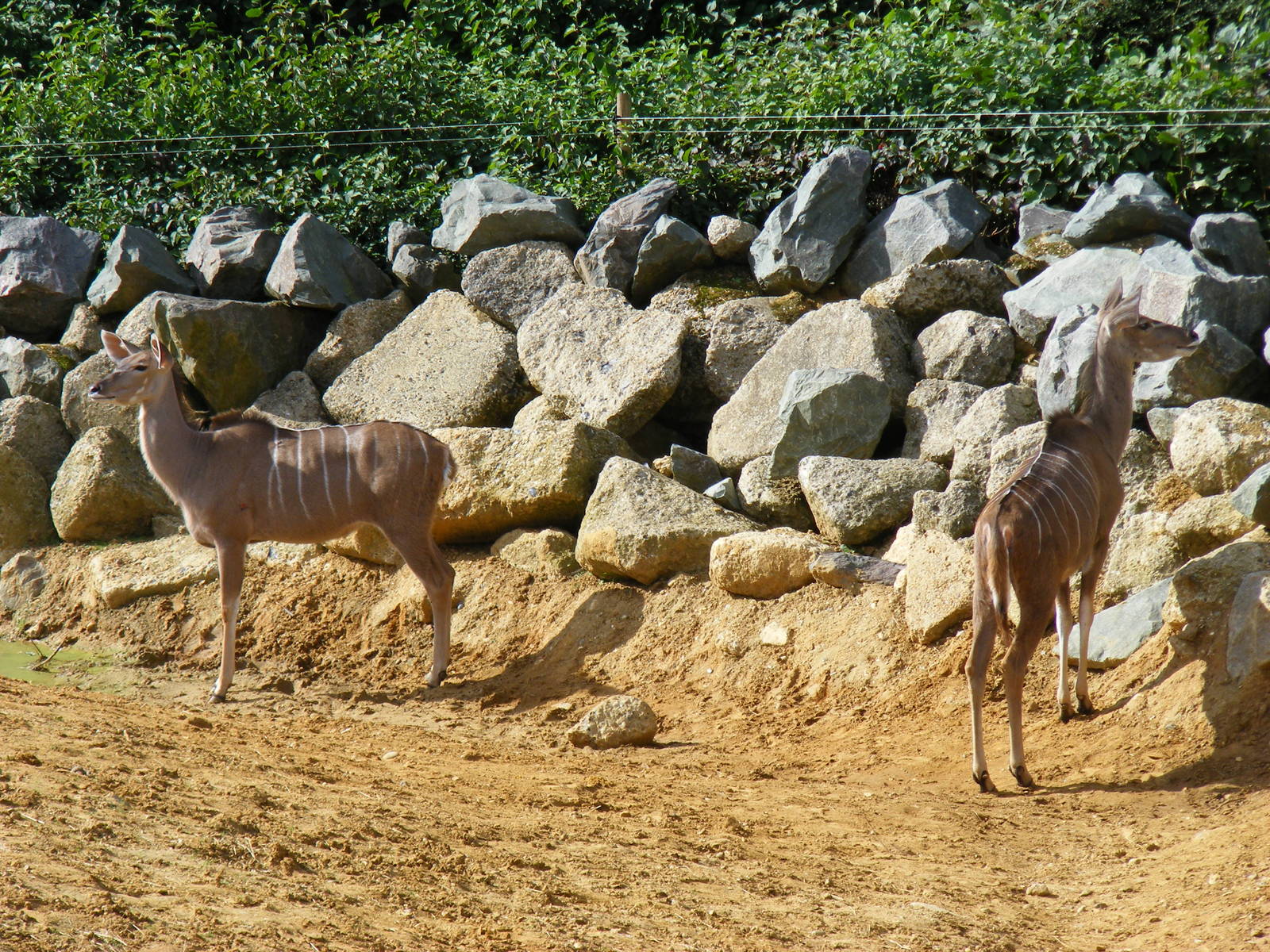 Greater kudus at Colchester Zoo, 17 September 2010