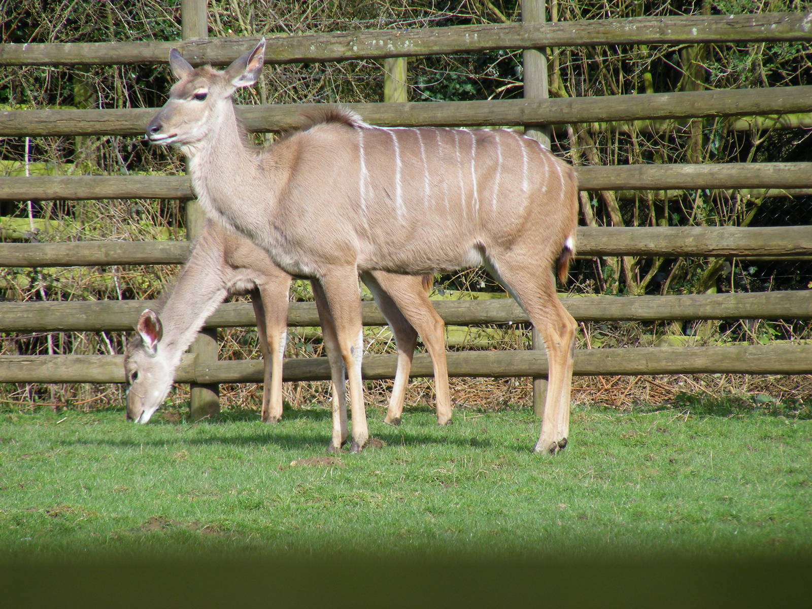 Greater kudus at Howletts Wild Animal Park, 3 April 2010