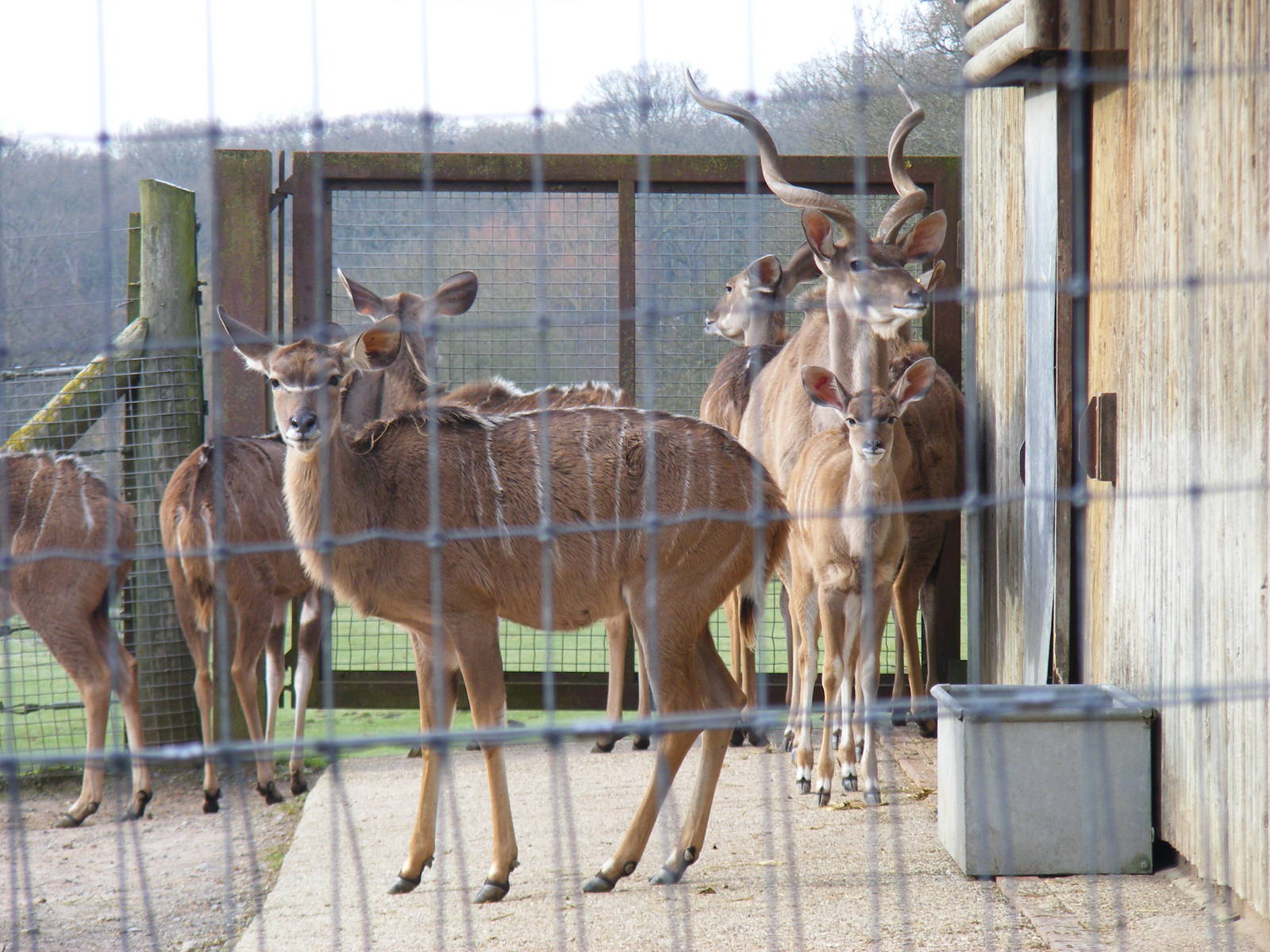 Greater kudus at Marwell Wildlife, 31 January 2010