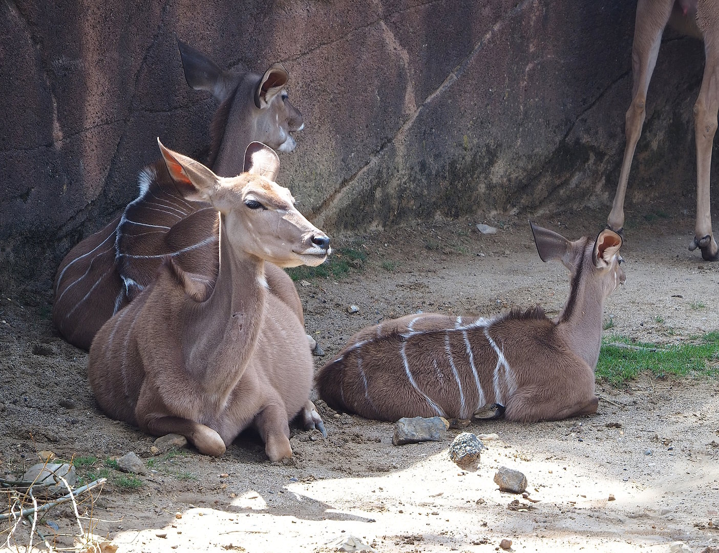 Greater kudus (Tragelaphus strepsiceros), 2022-08-20