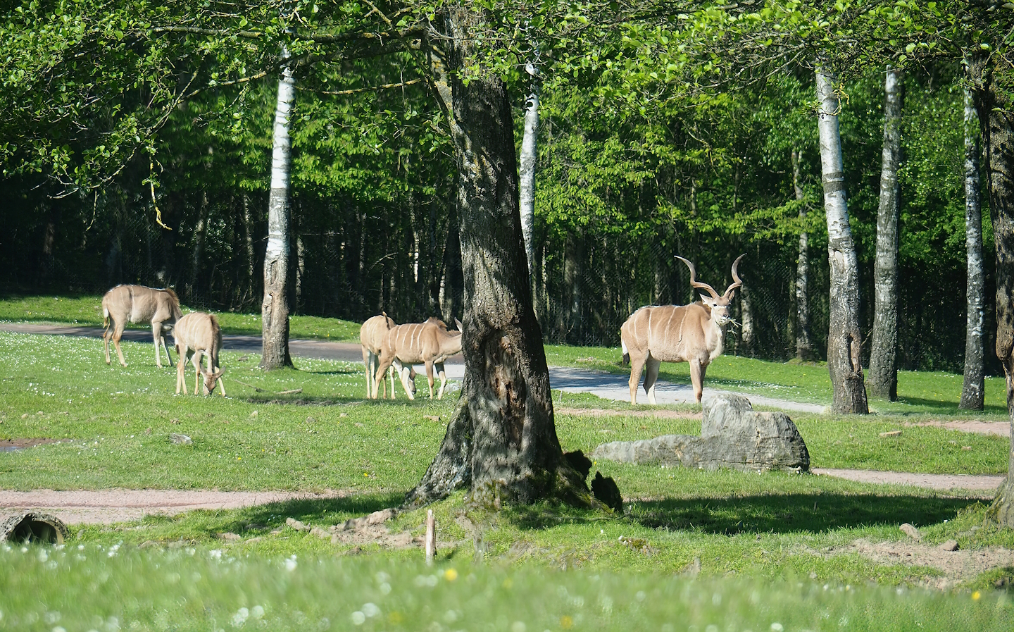Greater kudus (Tragelaphus strepsiceros),  2023-05-19