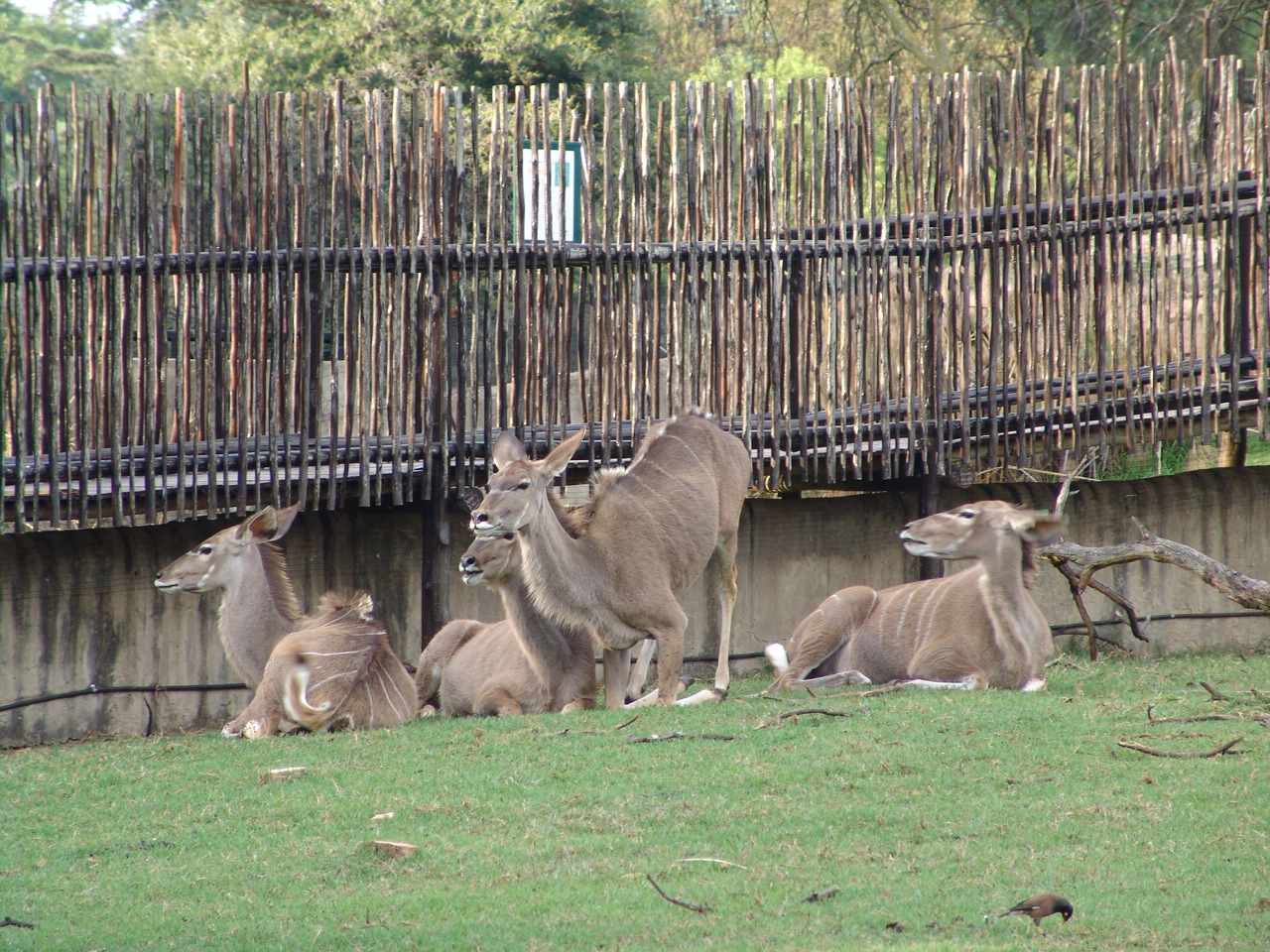 Greater Kudus (Tragelaphus strepsiceros)