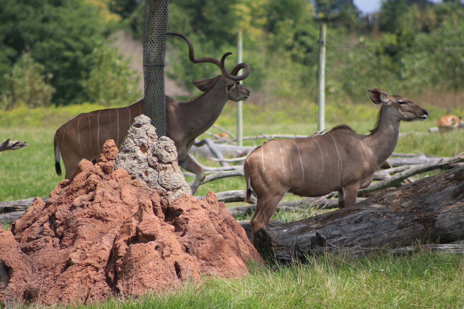 Greater Kudus (Tragelaphus strepsiceros)