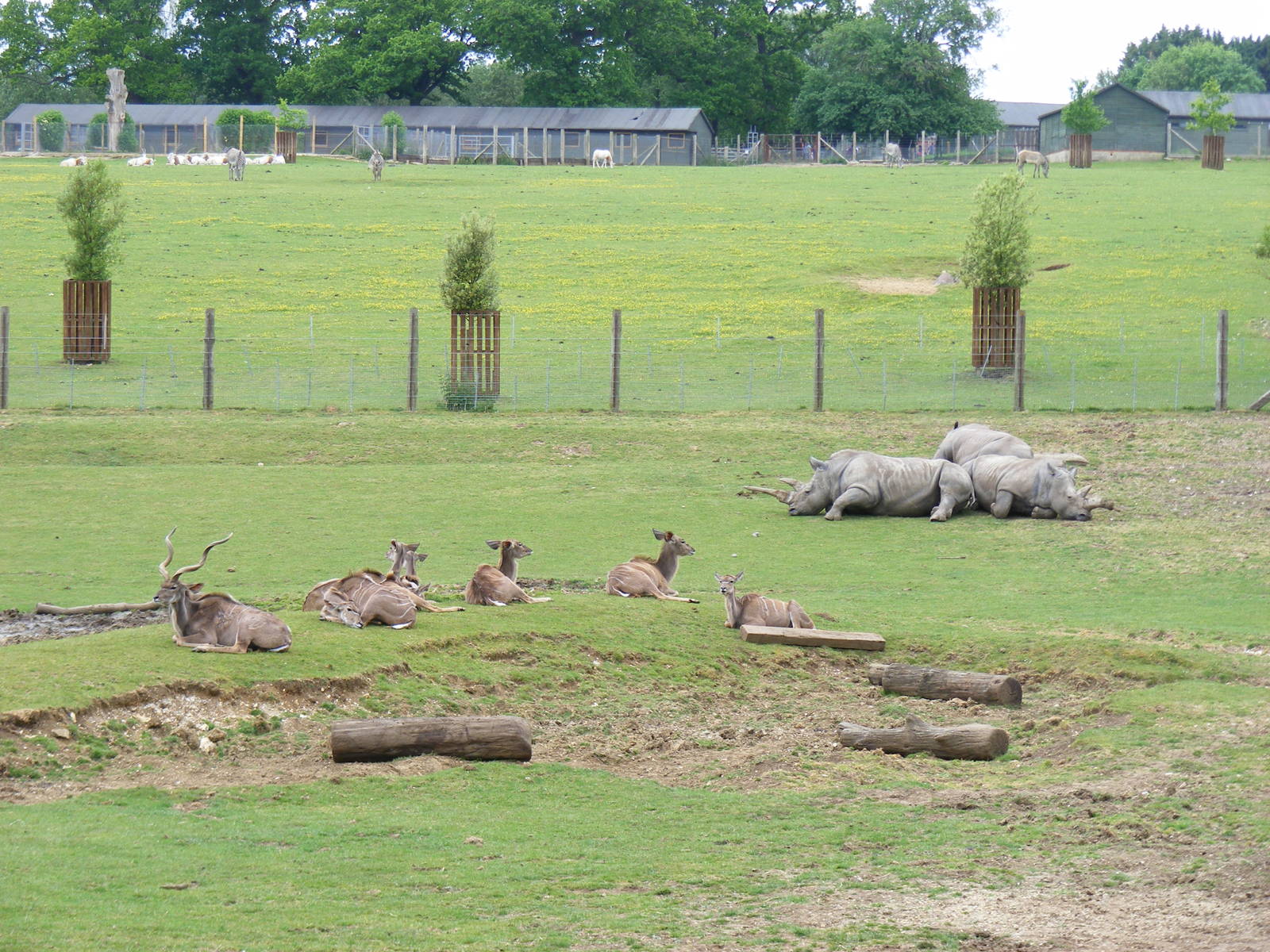 Greater kudus with white rhinos at Marwell Wildlife, 31 May 2010