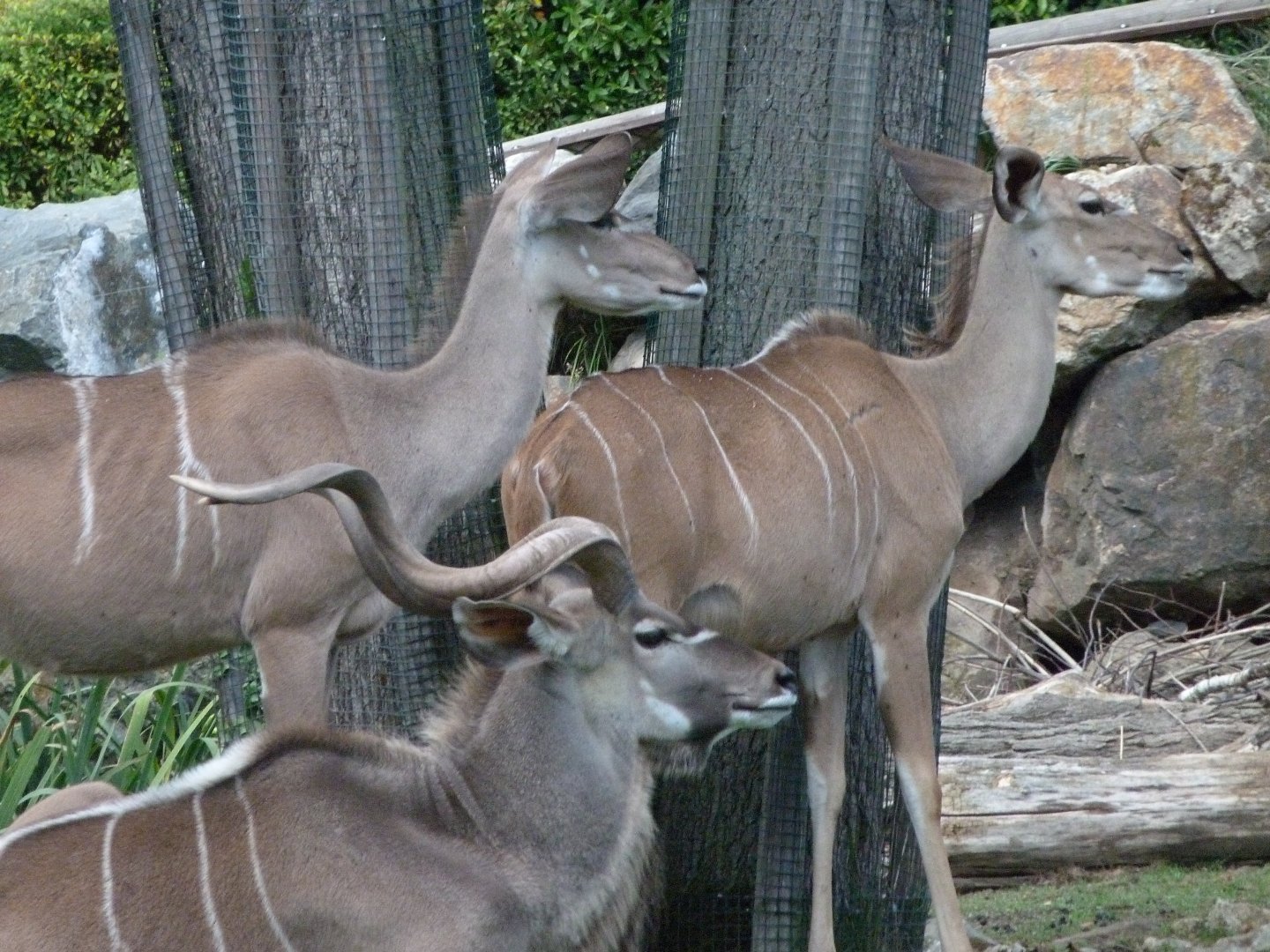 Greater kudus -Zoo Plzeň (2025)