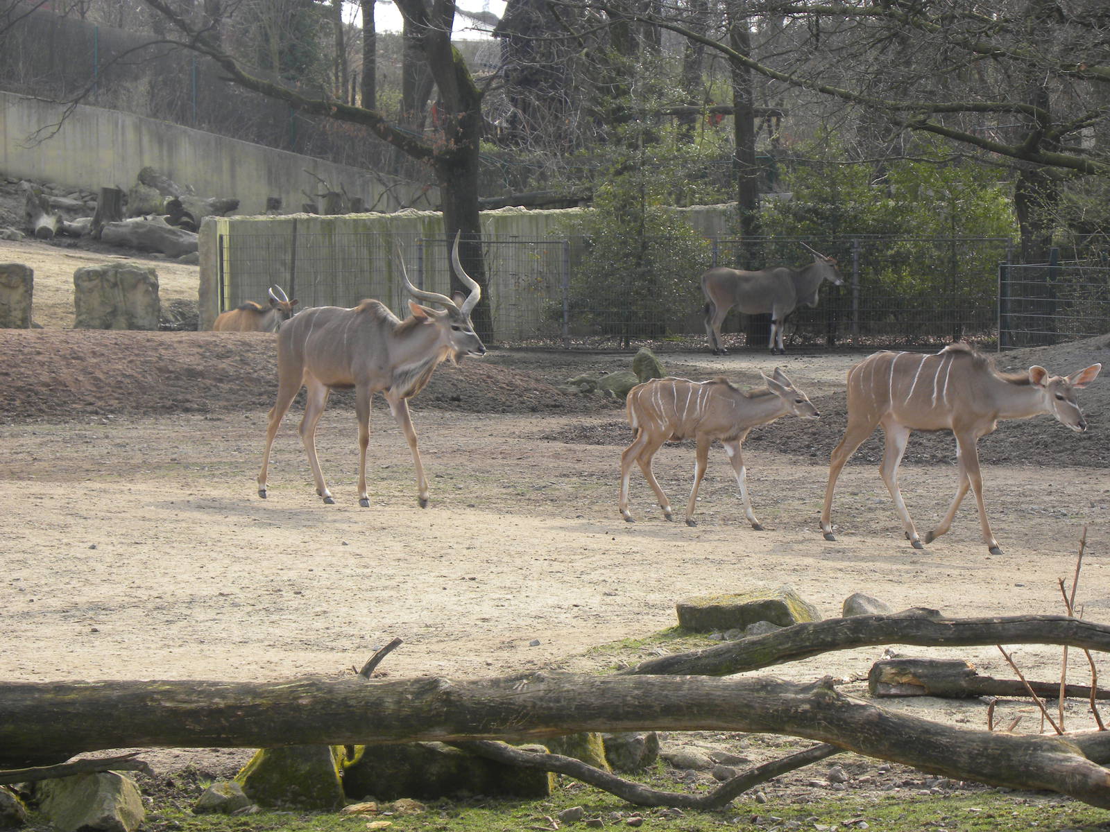 Greater kudus