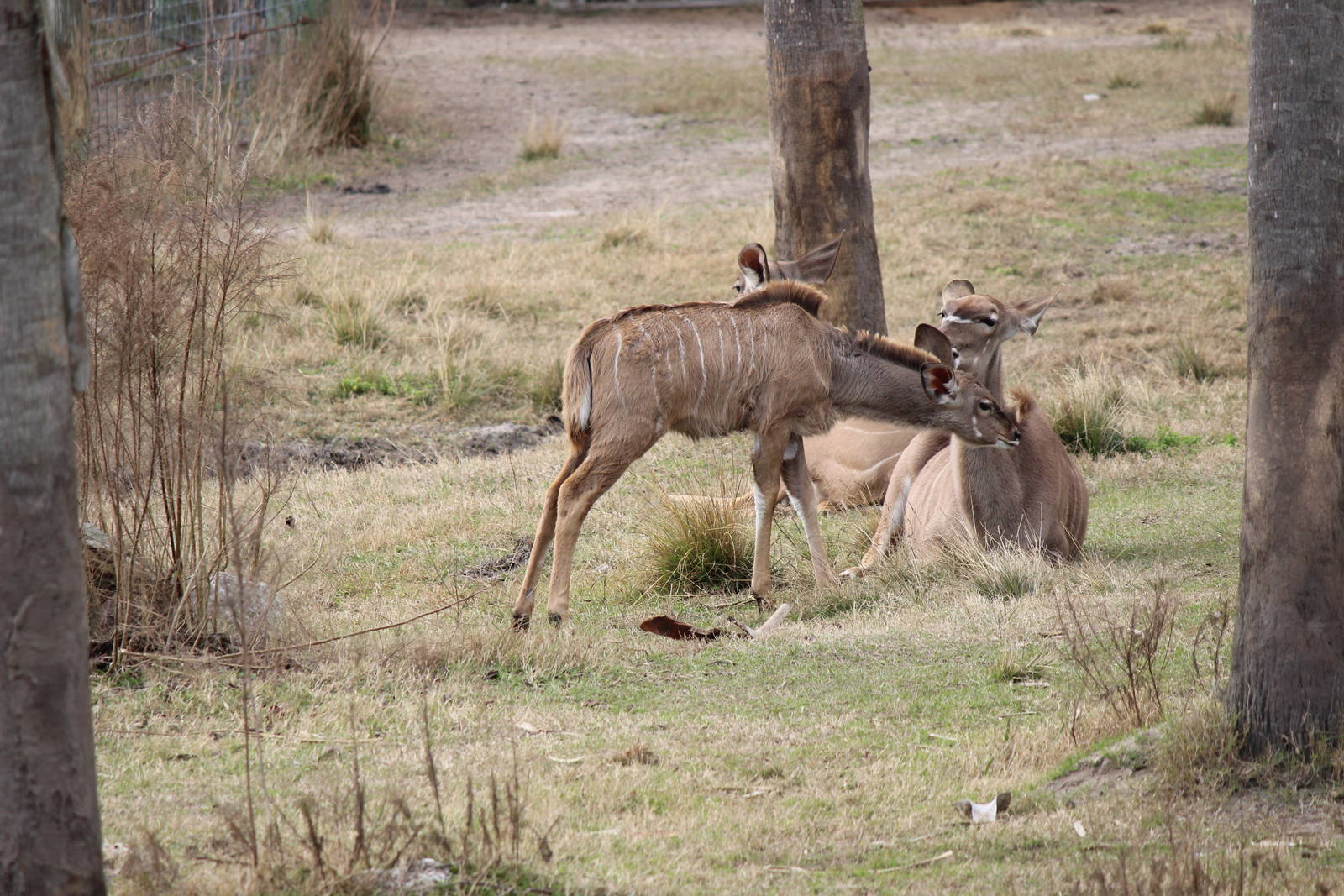 Greater Kudus