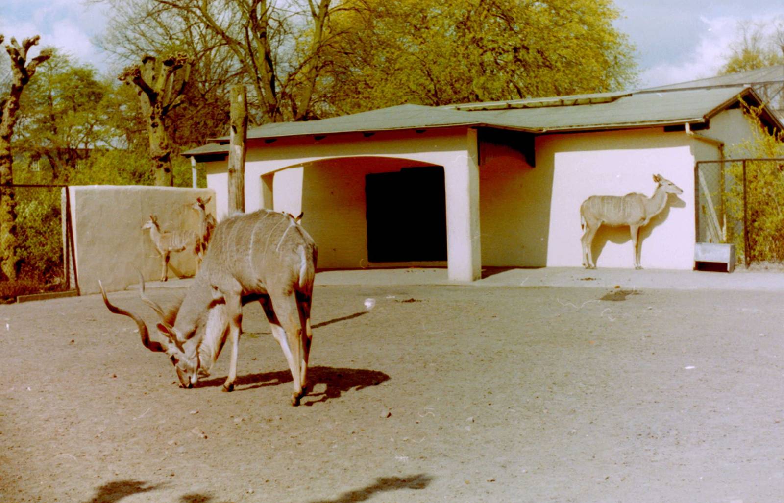 Greater kudus