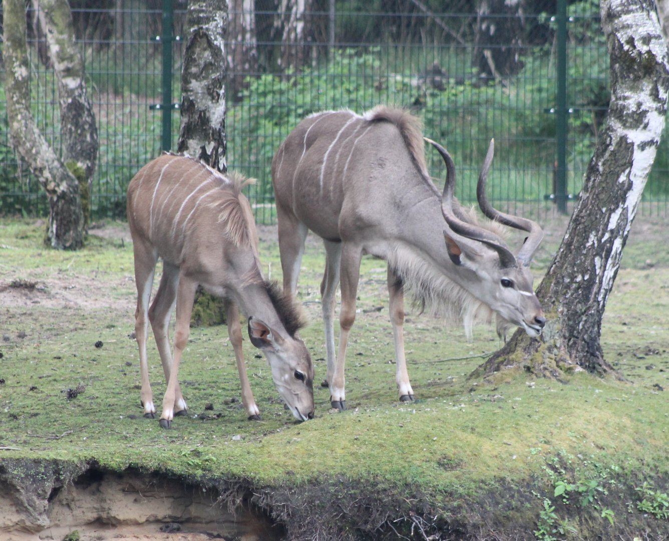 Greater kudus
