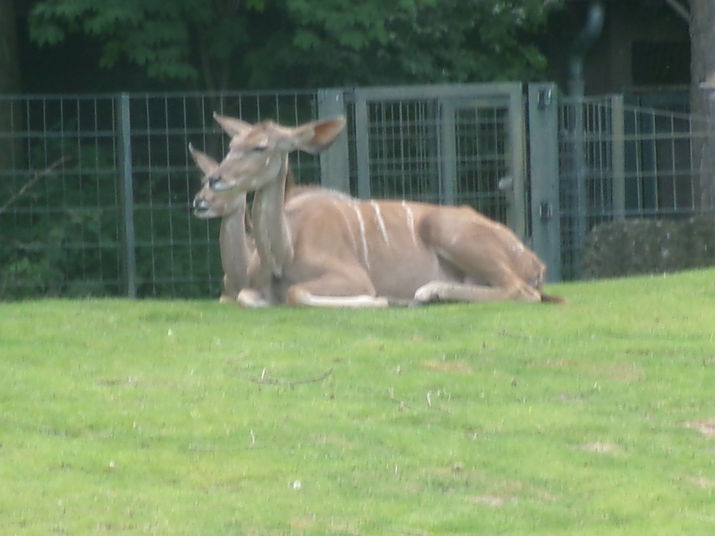 Greater kudus