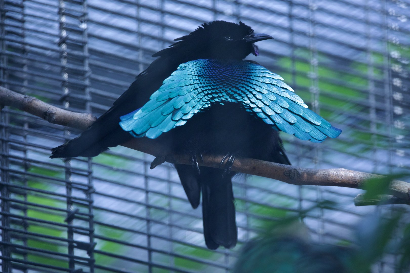 Greater Lophorina/ Lophorina superba