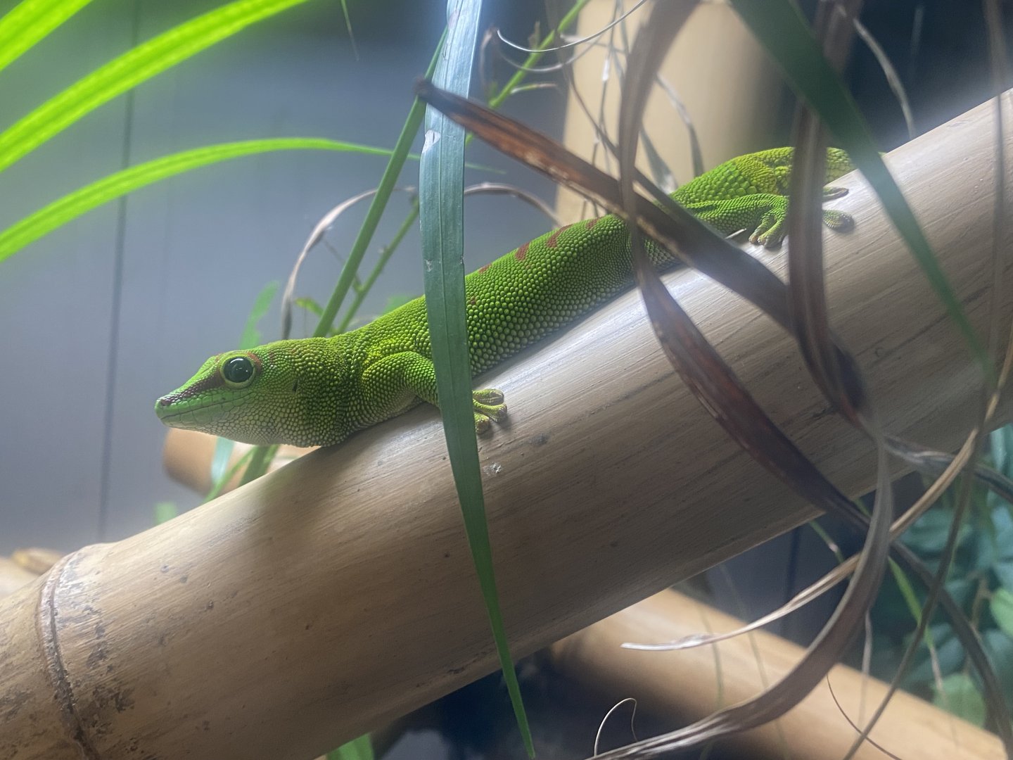 Greater Madagascar day gecko 050925