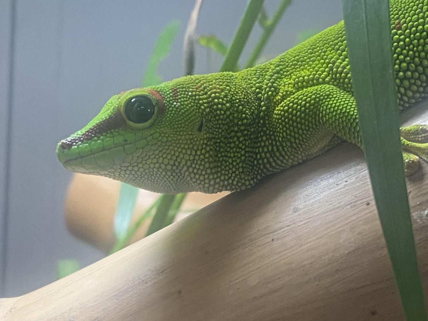 Greater Madagascar day gecko 050925