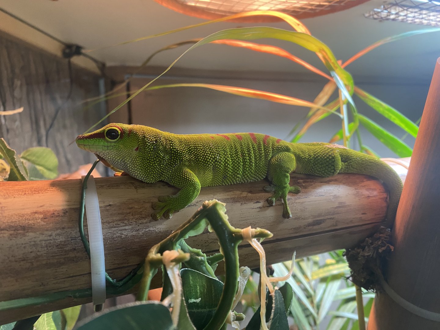 Greater Madagascar day gecko 140224