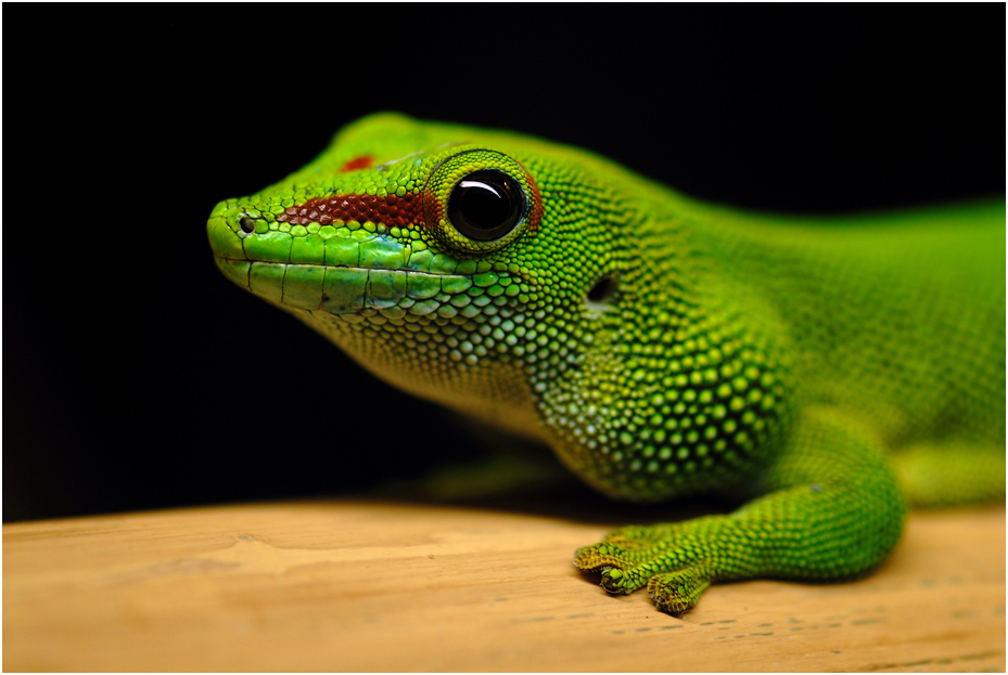 Greater Madagascar day gecko at solingen