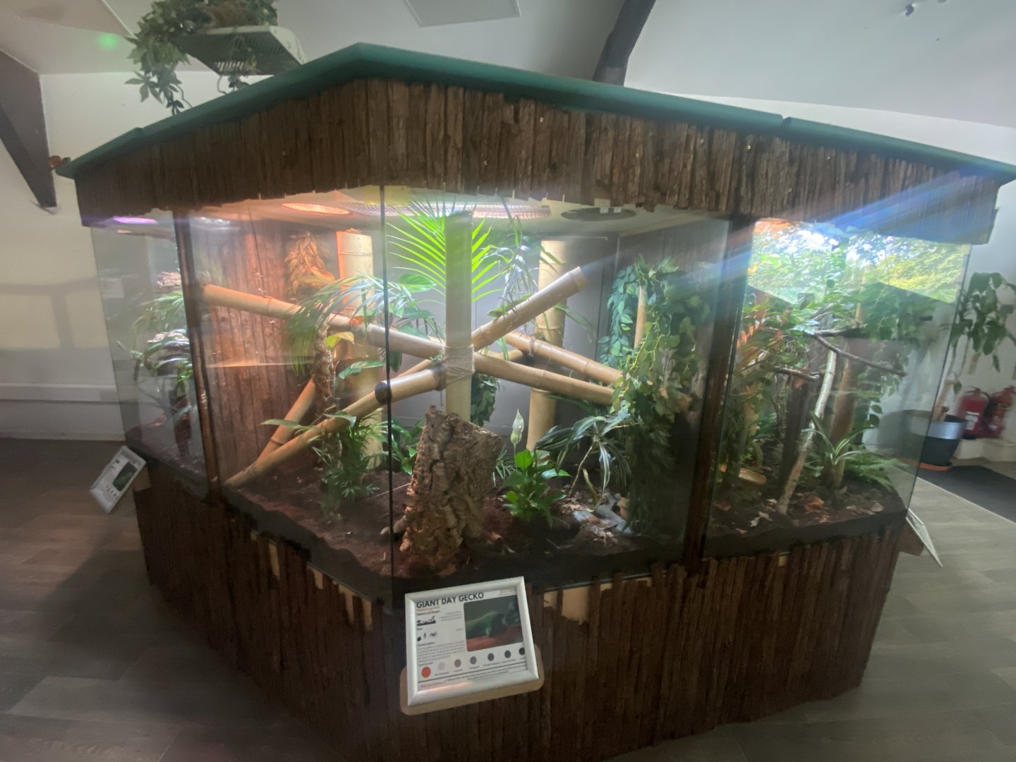 Greater Madagascar day gecko exhibit 050925