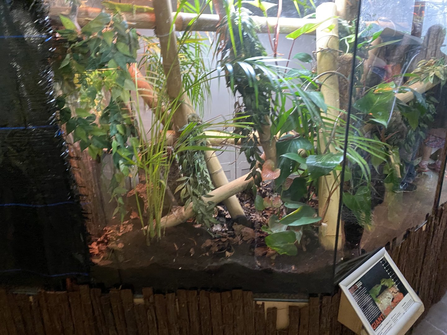 Greater Madagascar day gecko exhibit 140224