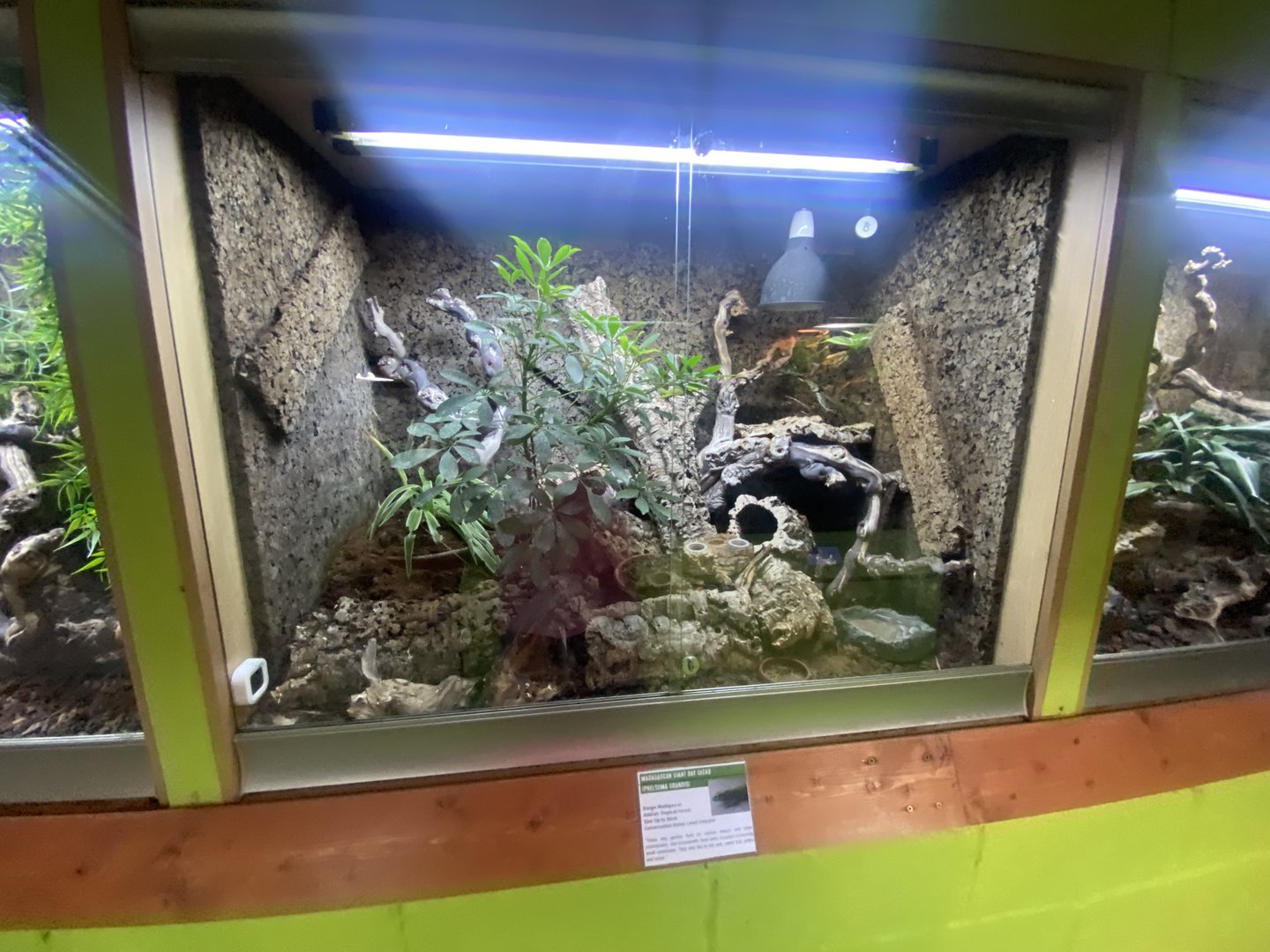 Greater Madagascar day gecko exhibit - IOW Reptilarium 150923