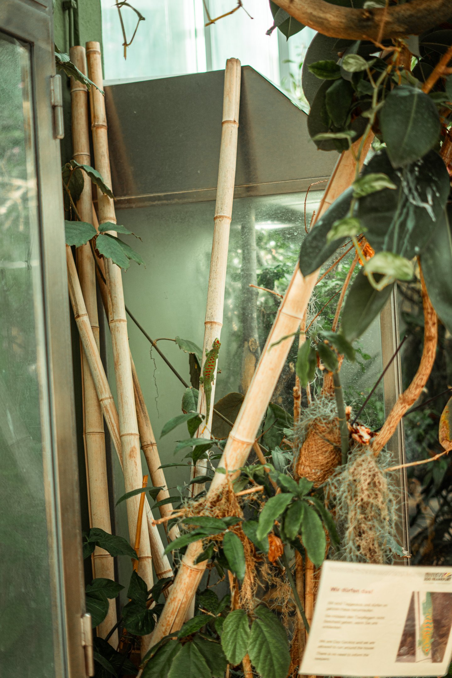 Greater Madagascar day gecko (freeroaming)