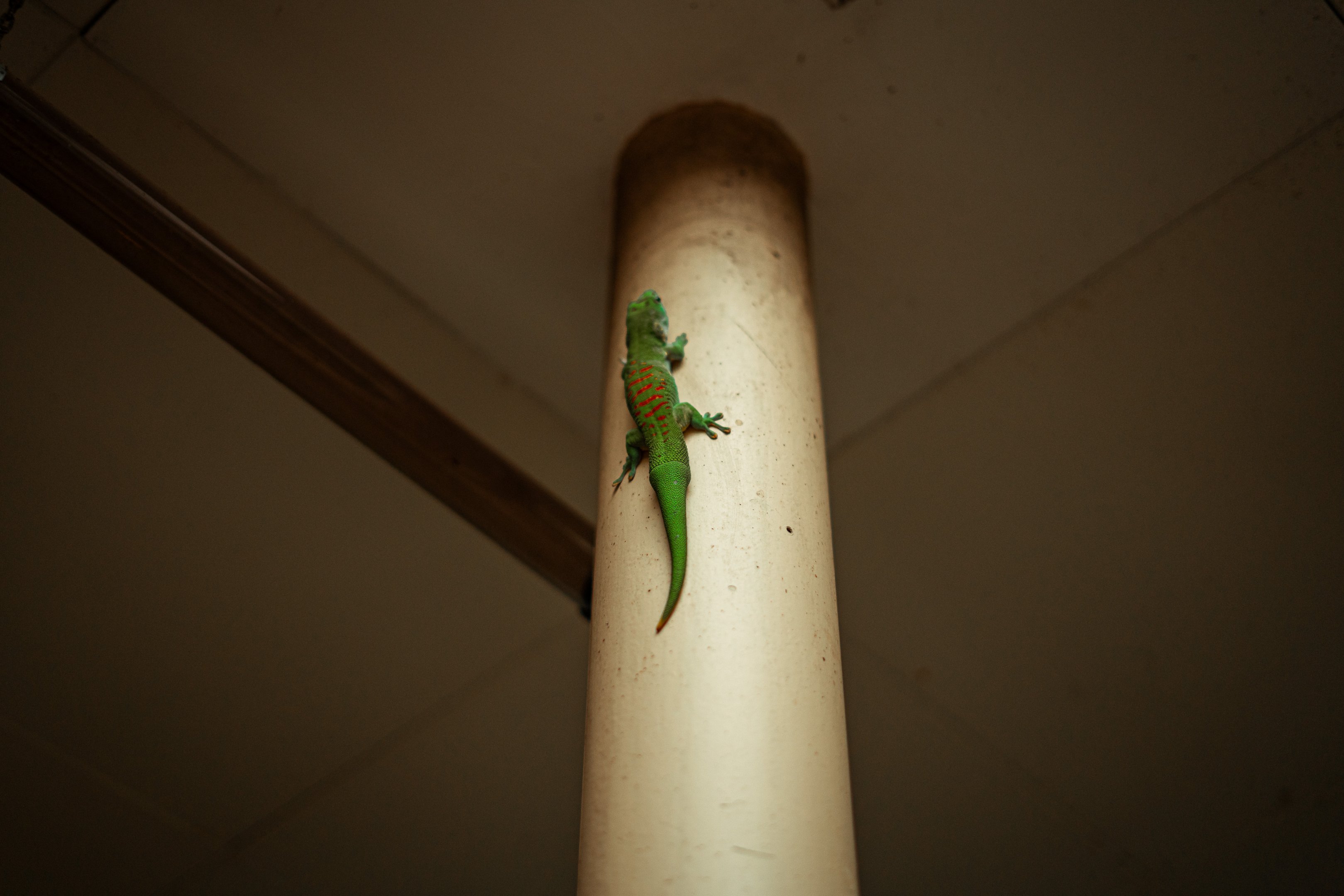 Greater Madagascar day gecko (freeroaming)