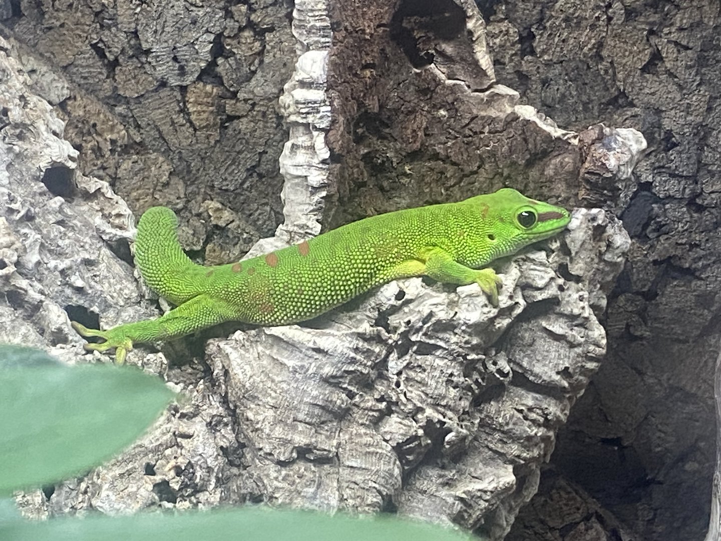 Greater Madagascar day gecko - IOW Reptilarium 150923