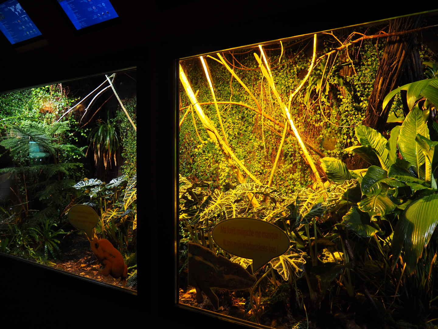 Greater Madagascar day gecko, Panther chameleon and Tomato frog terrarium, 2019-10-04