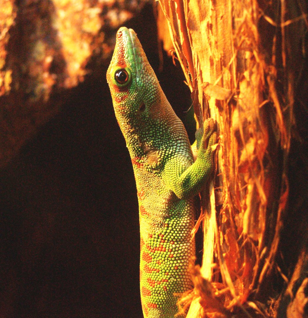 Greater Madagascar day gecko (Phelsuma grandis), 2009-04-14