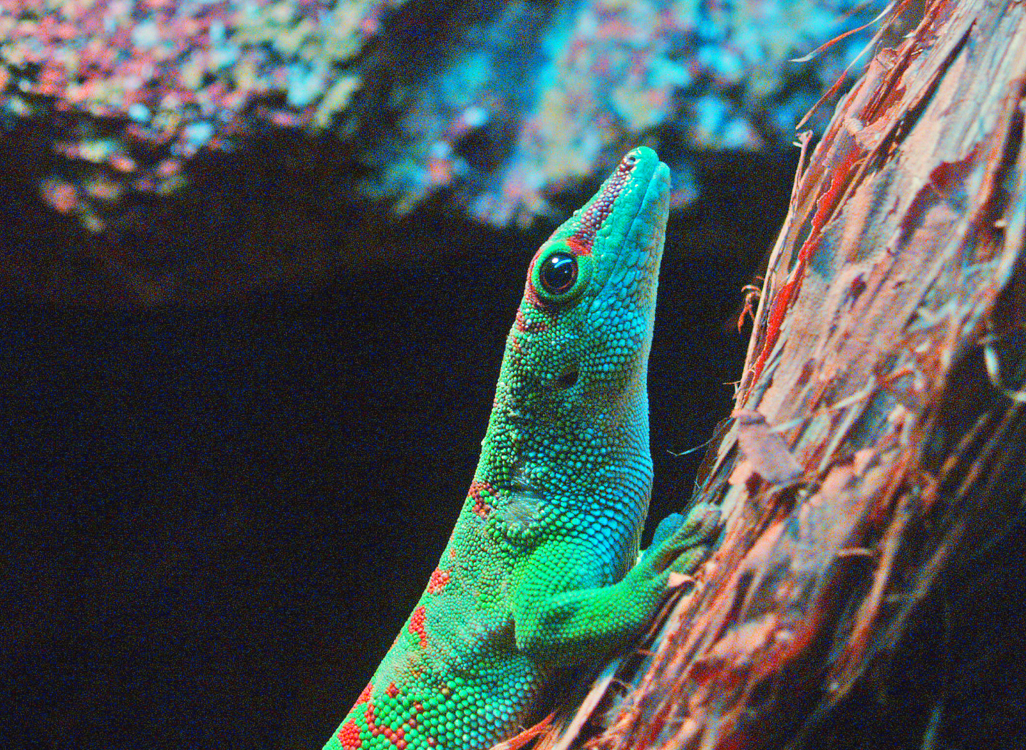 Greater Madagascar day gecko (Phelsuma grandis), 2009-04-14
