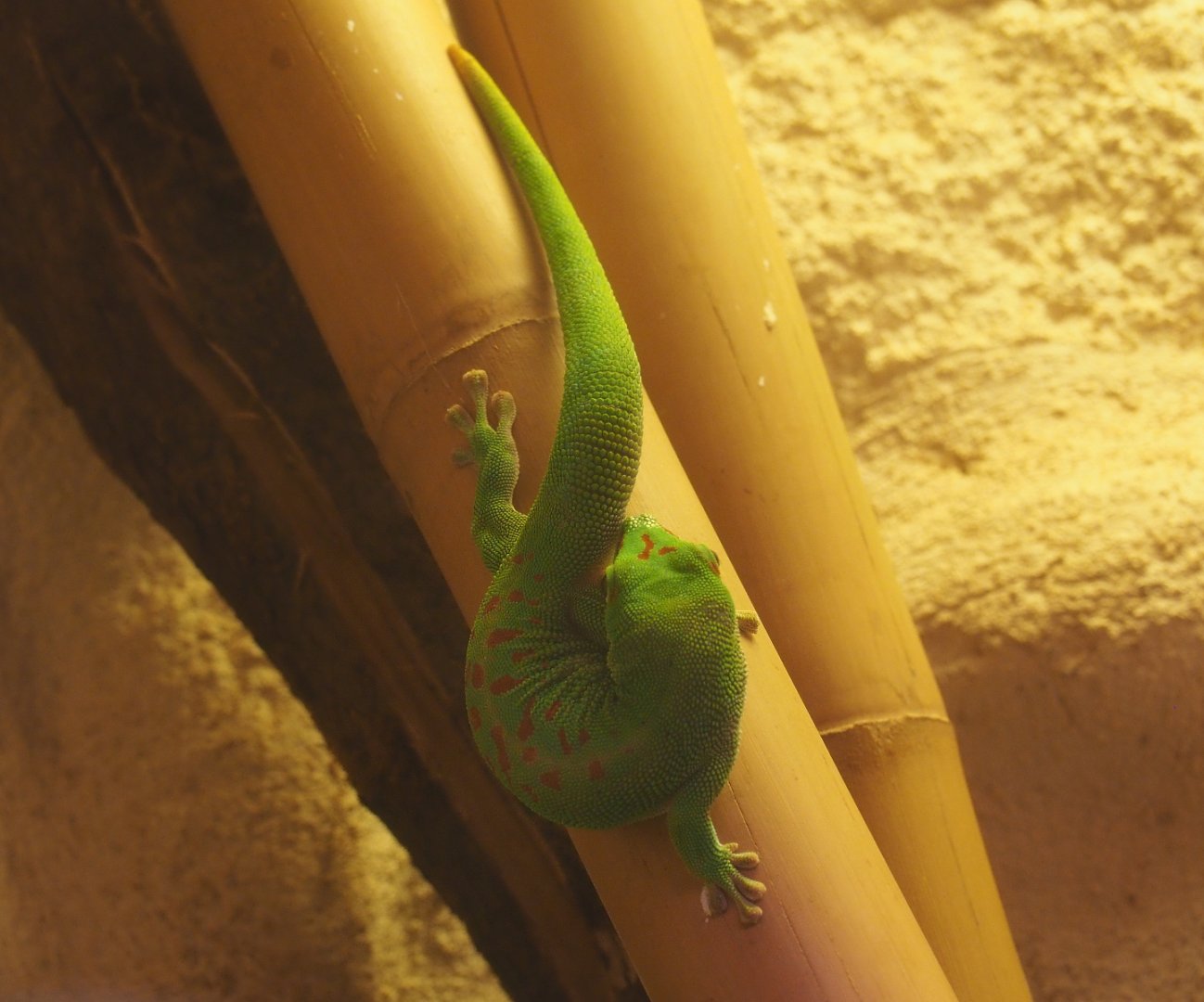 Greater Madagascar day gecko (Phelsuma grandis ), 2019-12-30