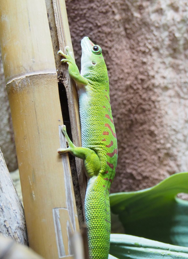 Greater Madagascar day gecko (Phelsuma grandis), 2022-03-16